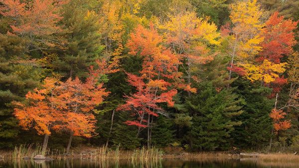 Jaynes Gallery 아티스트의 USA-Maine-Acadia National Park Forest reflections in lake작품입니다.